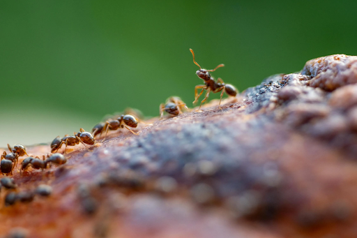 Best Termite Treatment Options